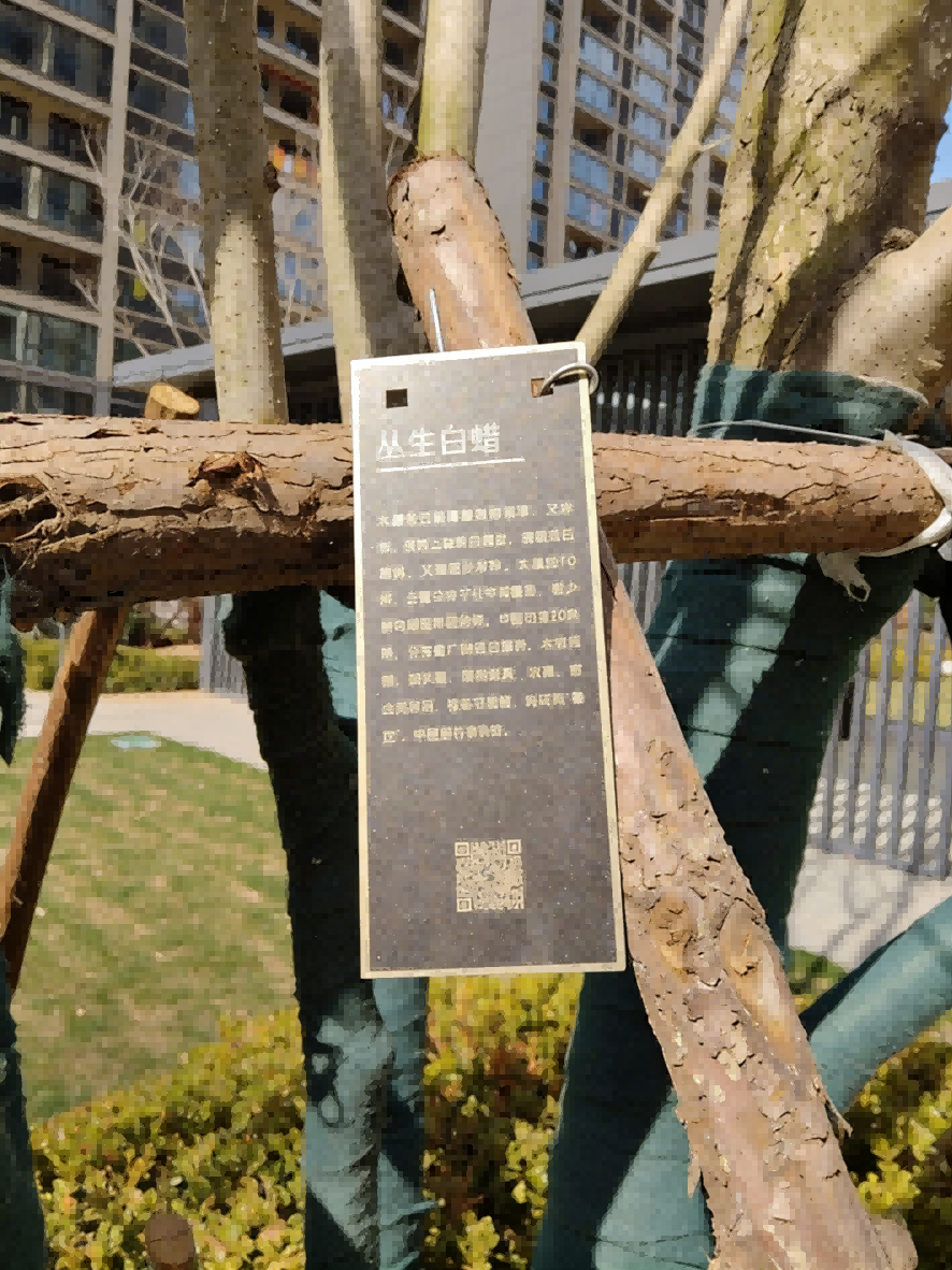 和达云辰树牌01
